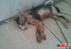 微波炉虐猫事件视频，嫌吵将猫放进微波