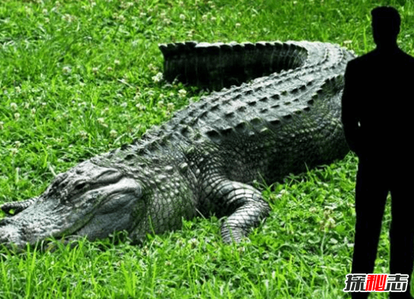 地球上什么动物最大?地球历史上十大最大动物