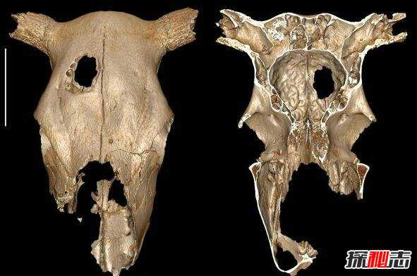 世界上最早的兽医:新石器史前人类(公元前3400)