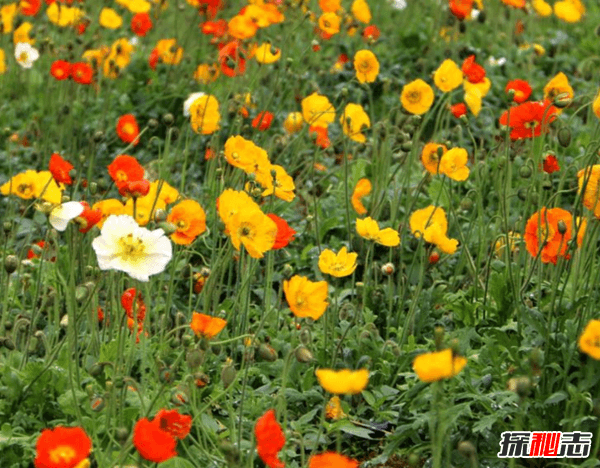 赶紧扔!十种招鬼的花,黑法师能召唤地狱恶鬼(阴气较重)