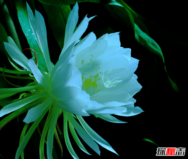 赶紧扔!十种招鬼的花,黑法师能召唤地狱恶鬼(阴气较重)