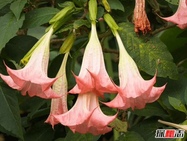 赶紧扔!十种招鬼的花,黑法师能召唤地狱恶鬼(阴气较重)