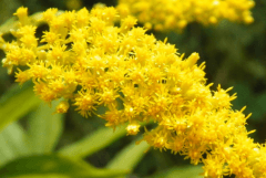 加拿大一枝黄花危害：破坏生物多样性