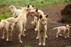 澳洲野犬打败了袋狼，但也命运变得多舛