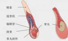 男人“好色”有了科学依据？科学家发现