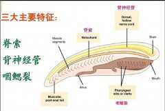 被端上餐桌的一种生物为了生存从动物变