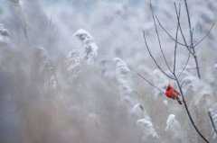 小雪是什么意思?小雪节气有哪些风俗习惯