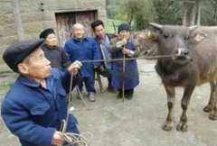 中国神秘“矮人村” 村民只有不到1m（矮