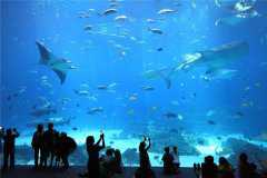 世界上最大的水族馆 乔治亚水族馆（属于