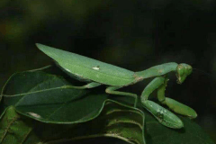 世界上最大最凶的螳螂：绿巨螳螂(体长可