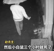 男子凌晨在猫咖门前放毒粉末 小白鼠测试