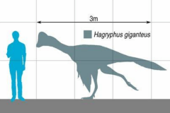 最大的偷蛋龙下目恐龙:哈格里芬龙 体长