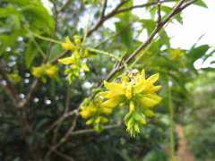 农村很常见的毒花毒草，它们既是药也是