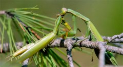 为何有的生物会同类相食 那人类会不会吃人 将造成什么可怕后果